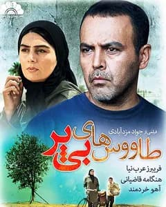 فیلم طاووس های بی پر